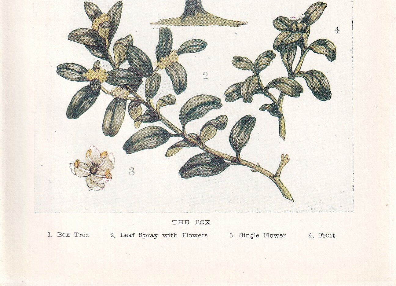 1910 BOX TREE Print - Original Antique Tree Print - Tree Wall Art - Plant Wall Art - 113 Years Old - 6.25 x 4.25 Inches