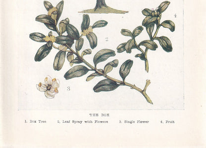 1910 BOX TREE Print - Original Antique Tree Print - Tree Wall Art - Plant Wall Art - 113 Years Old - 6.25 x 4.25 Inches