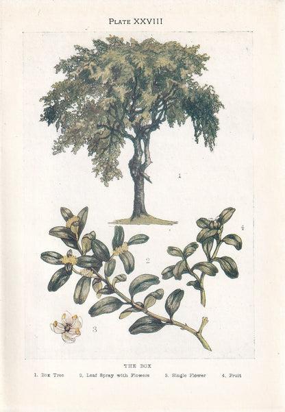 1910 BOX TREE Print - Original Antique Tree Print - Tree Wall Art - Plant Wall Art - 113 Years Old - 6.25 x 4.25 Inches