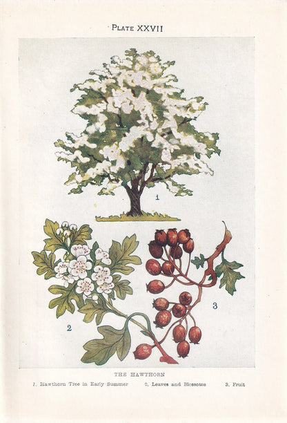 1910 HAWTHORN TREE Print - Original Antique Tree Print - Tree Wall Art - Plant Wall Art - 113 Years Old - 6.25 x 4.25 Inches