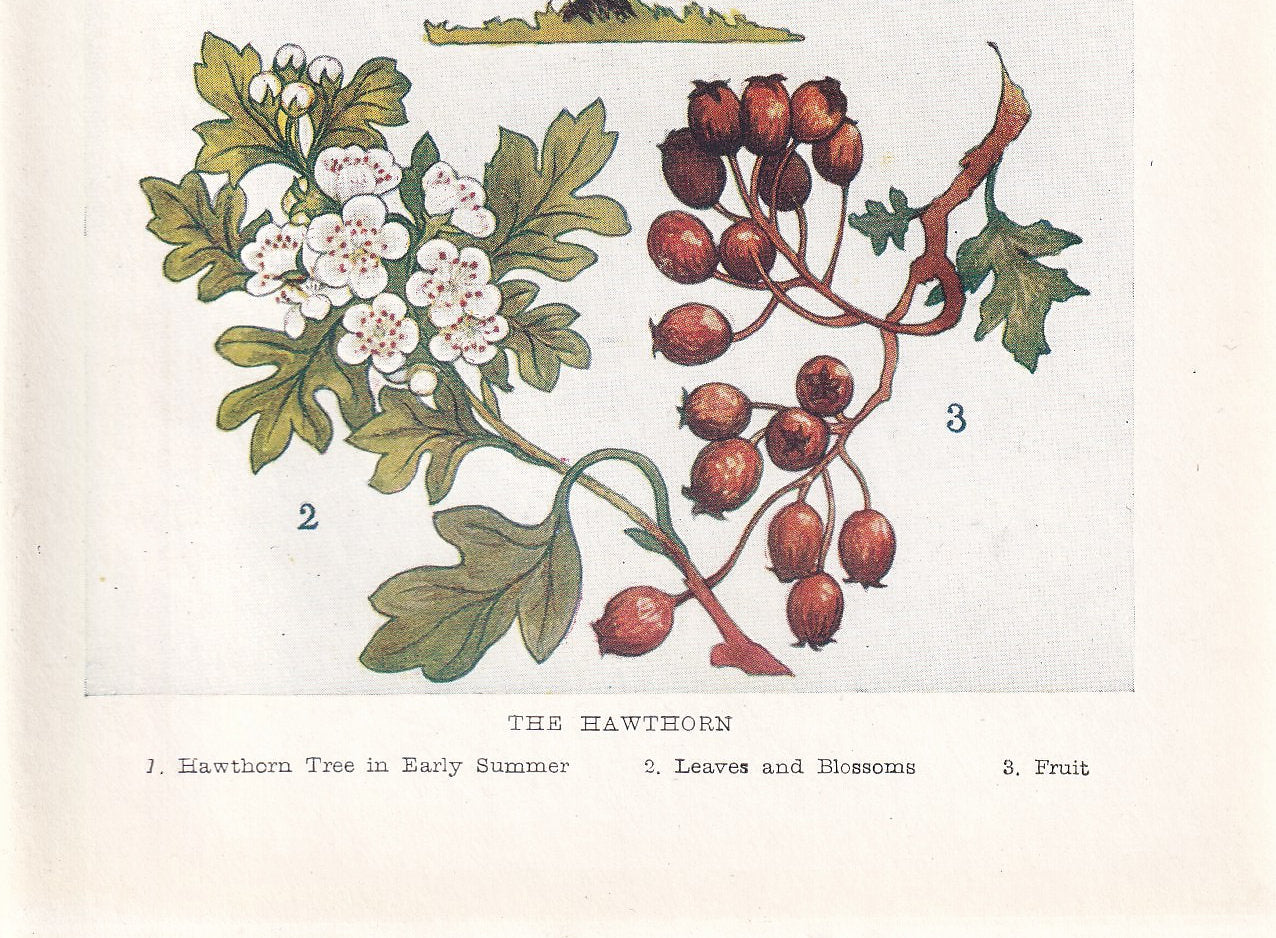 1910 HAWTHORN TREE Print - Original Antique Tree Print - Tree Wall Art - Plant Wall Art - 113 Years Old - 6.25 x 4.25 Inches