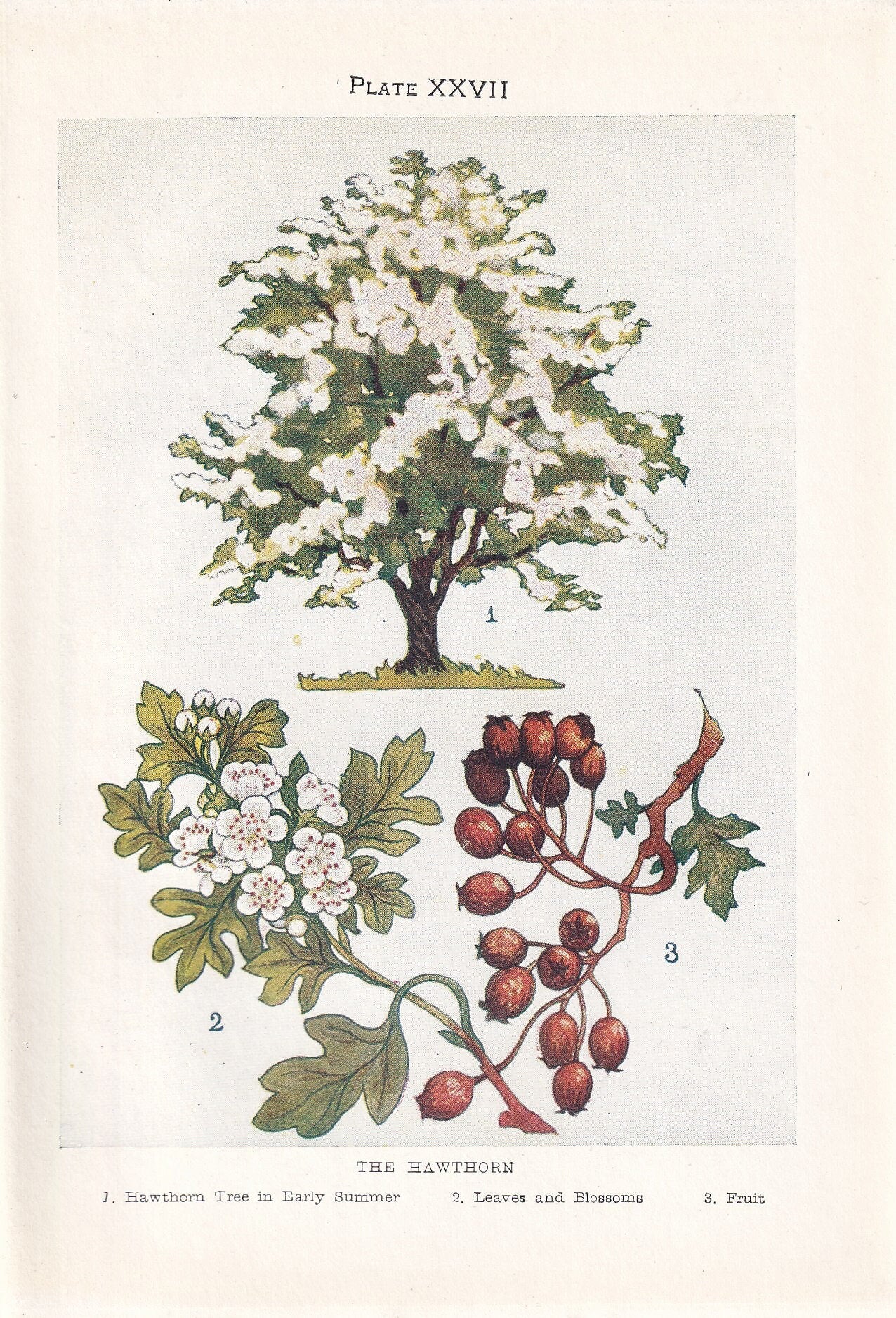 1910 HAWTHORN TREE Print - Original Antique Tree Print - Tree Wall Art - Plant Wall Art - 113 Years Old - 6.25 x 4.25 Inches