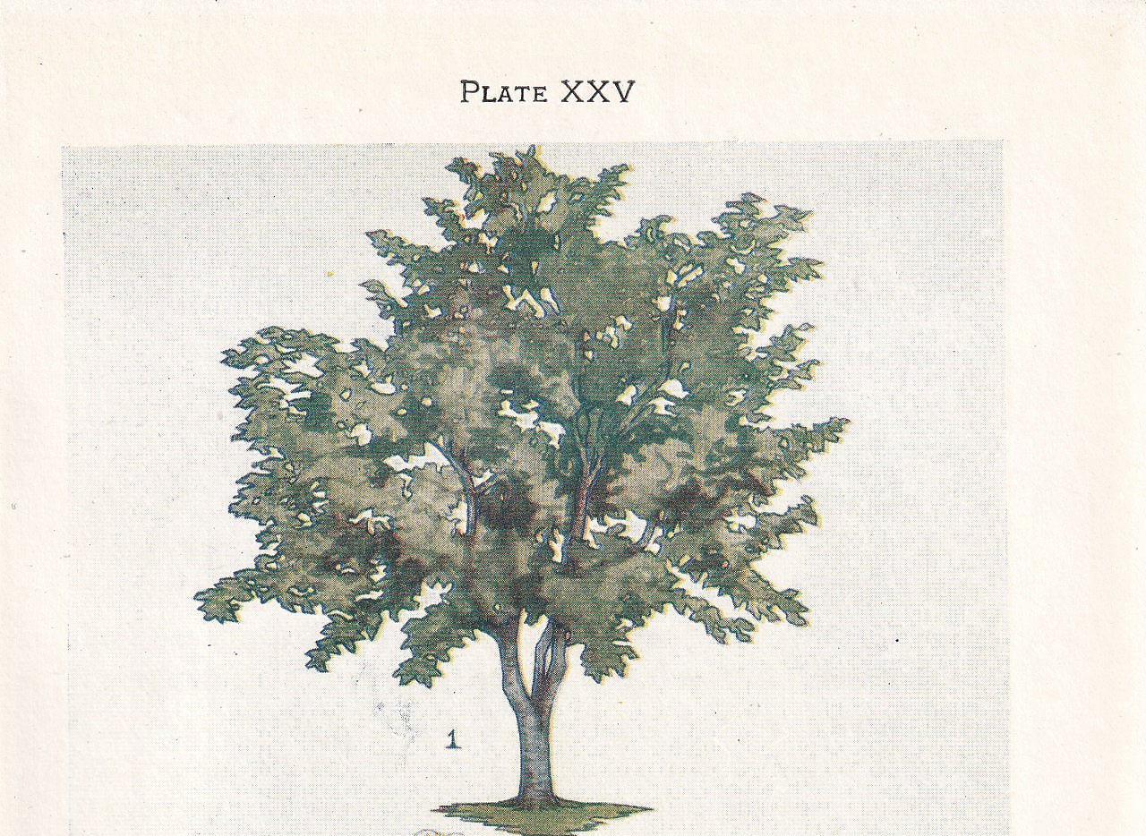 1910 WHITEBEAM TREE Print - Original Antique Tree Print - Tree Wall Art - Plant Wall Art - 113 Years Old - 6.25 x 4.25 Inches