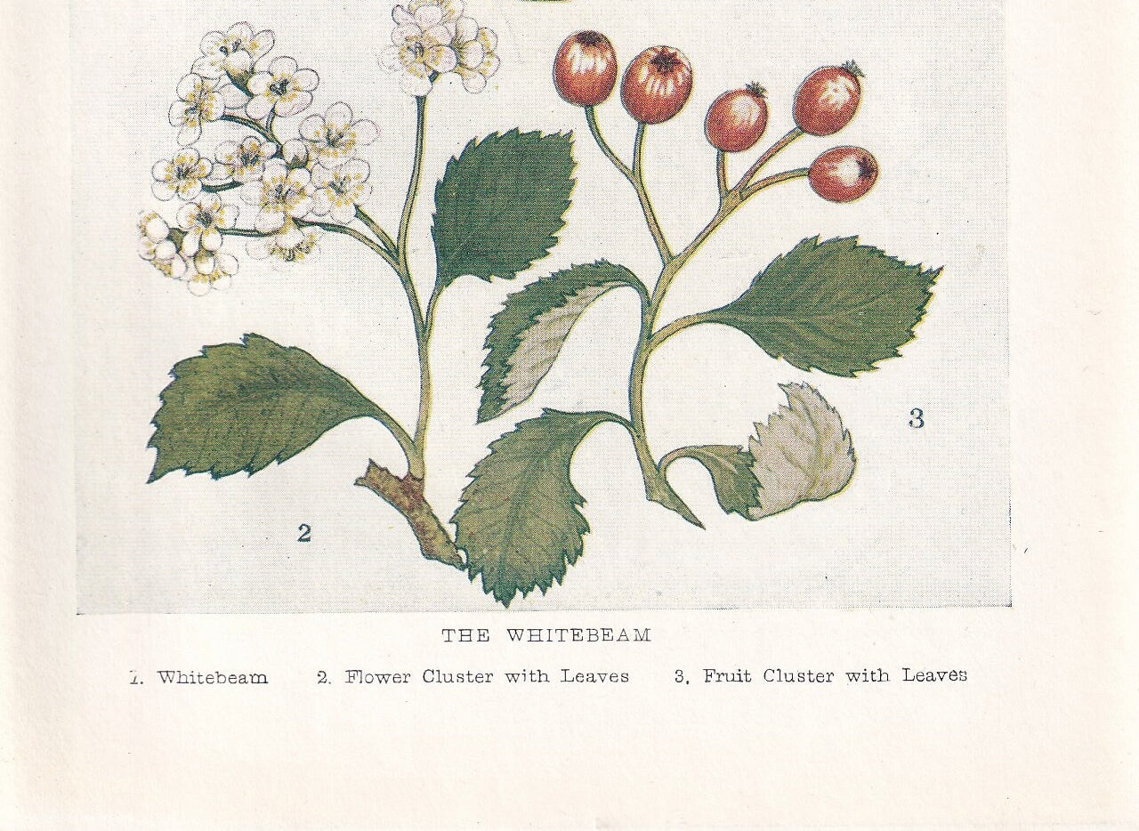 1910 WHITEBEAM TREE Print - Original Antique Tree Print - Tree Wall Art - Plant Wall Art - 113 Years Old - 6.25 x 4.25 Inches