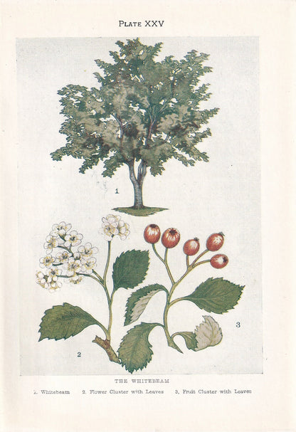 1910 WHITEBEAM TREE Print - Original Antique Tree Print - Tree Wall Art - Plant Wall Art - 113 Years Old - 6.25 x 4.25 Inches