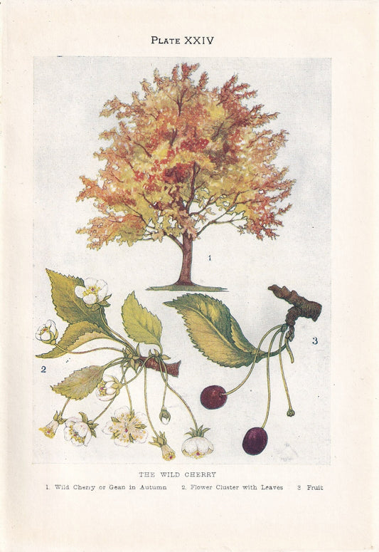 1910 WILD CHERRY TREE Print - Original Antique Tree Print - Tree Wall Art - Plant Wall Art - 113 Years Old - 6.25 x 4.25 Inches