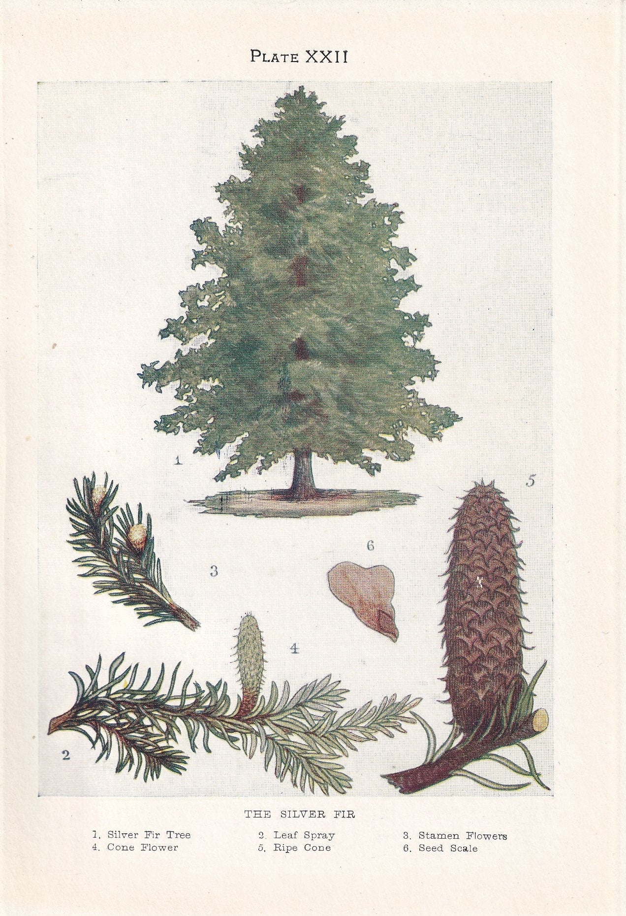 1910 SILVER FIR TREE Print - Original Antique Tree Print - Tree Wall Art - Plant Wall Art - 113 Years Old - 6.25 x 4.25 Inches