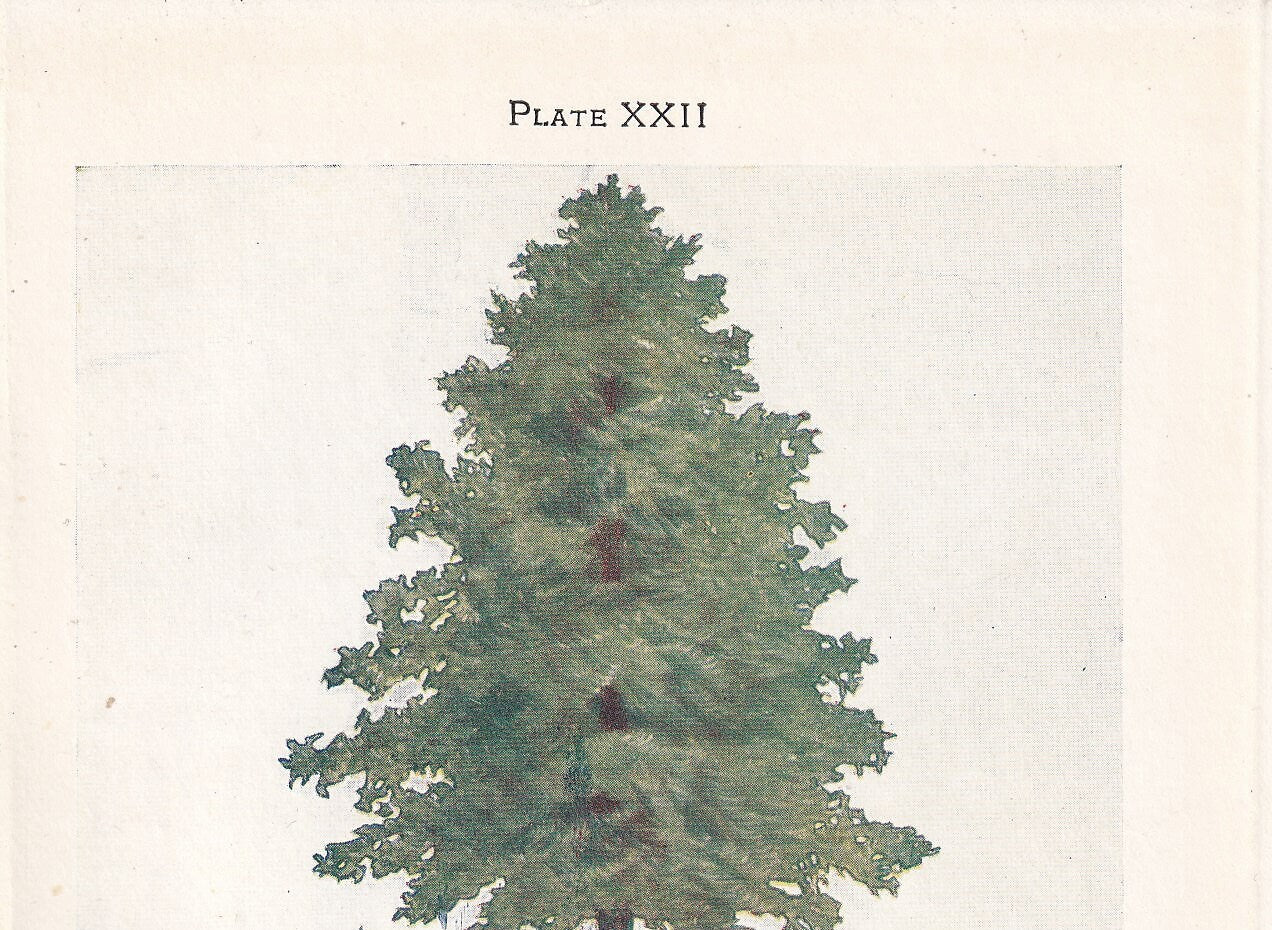 1910 SILVER FIR TREE Print - Original Antique Tree Print - Tree Wall Art - Plant Wall Art - 113 Years Old - 6.25 x 4.25 Inches