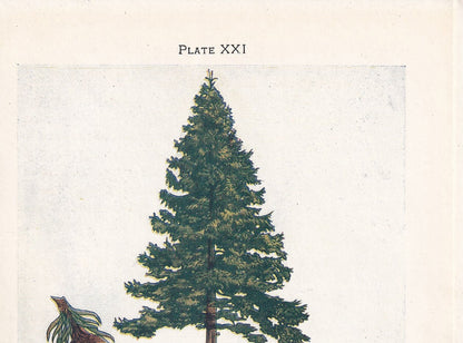 1910 SPRUCE FIR TREE Print - Original Antique Tree Print - Tree Wall Art - Plant Wall Art - 113 Years Old - 6.25 x 4.25 Inches
