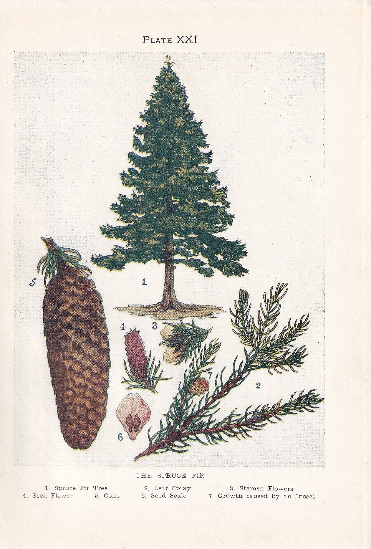 1910 SPRUCE FIR TREE Print - Original Antique Tree Print - Tree Wall Art - Plant Wall Art - 113 Years Old - 6.25 x 4.25 Inches