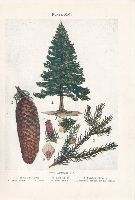 1910 SPRUCE FIR TREE Print - Original Antique Tree Print - Tree Wall Art - Plant Wall Art - 113 Years Old - 6.25 x 4.25 Inches