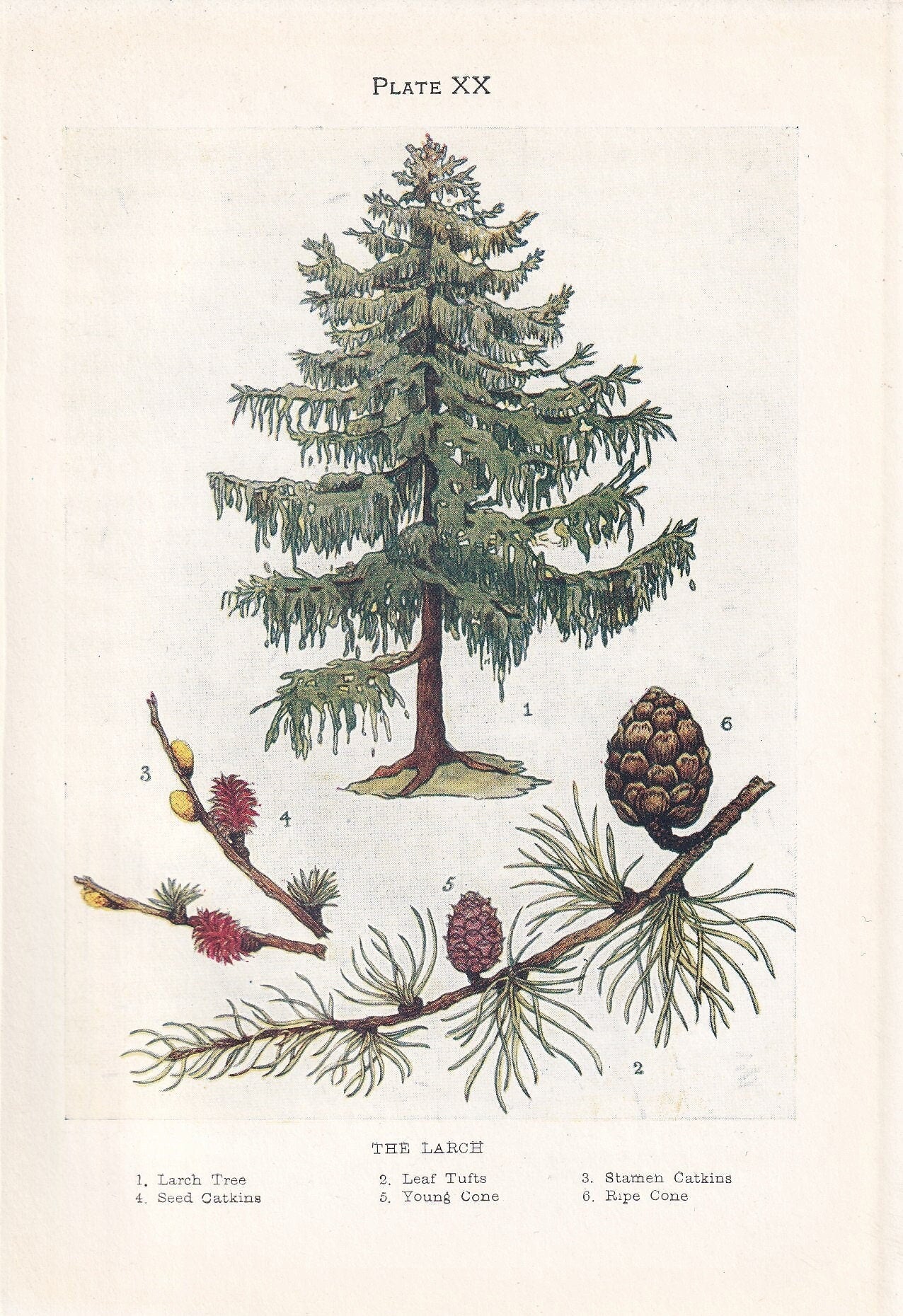 1910 LARCH TREE Print - Original Antique Tree Print - Tree Wall Art - Plant Wall Art - 113 Years Old - 6.25 x 4.25 Inches