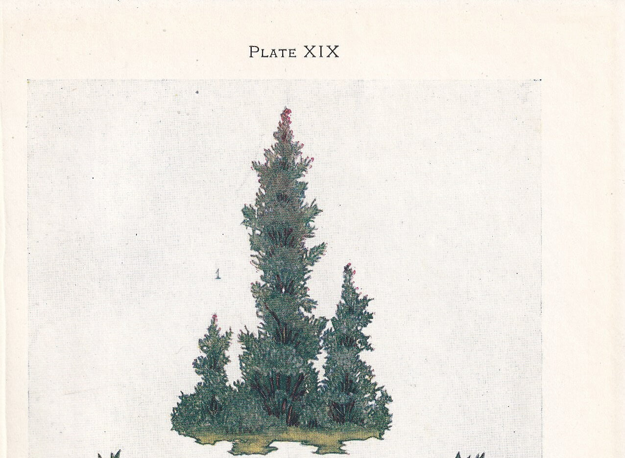 1910 JUNIPER TREE Print - Original Antique Tree Print - Tree Wall Art - Plant Wall Art - 113 Years Old - 6.25 x 4.25 Inches