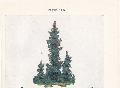 1910 JUNIPER TREE Print - Original Antique Tree Print - Tree Wall Art - Plant Wall Art - 113 Years Old - 6.25 x 4.25 Inches