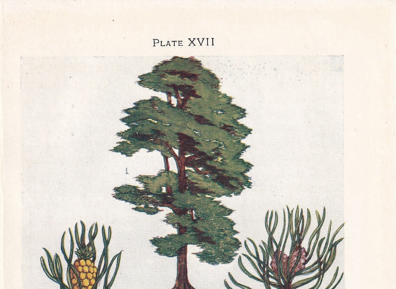 1910 SCOTCH PINE TREE Print - Original Antique Tree Print - Tree Wall Art - Plant Wall Art - 113 Years Old - 6.25 x 4.25 Inches