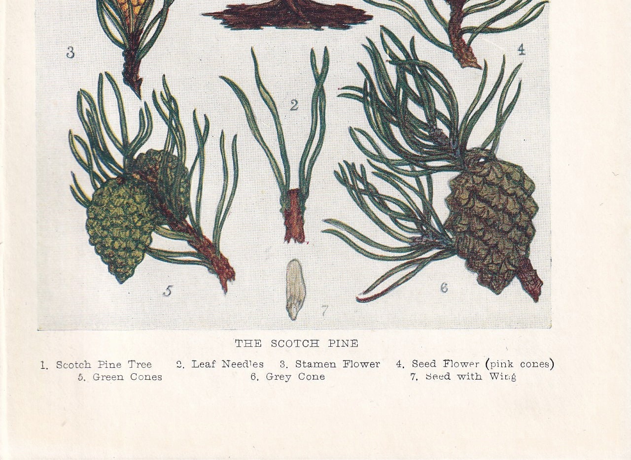 1910 SCOTCH PINE TREE Print - Original Antique Tree Print - Tree Wall Art - Plant Wall Art - 113 Years Old - 6.25 x 4.25 Inches