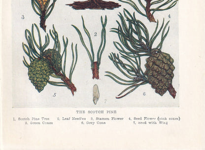 1910 SCOTCH PINE TREE Print - Original Antique Tree Print - Tree Wall Art - Plant Wall Art - 113 Years Old - 6.25 x 4.25 Inches