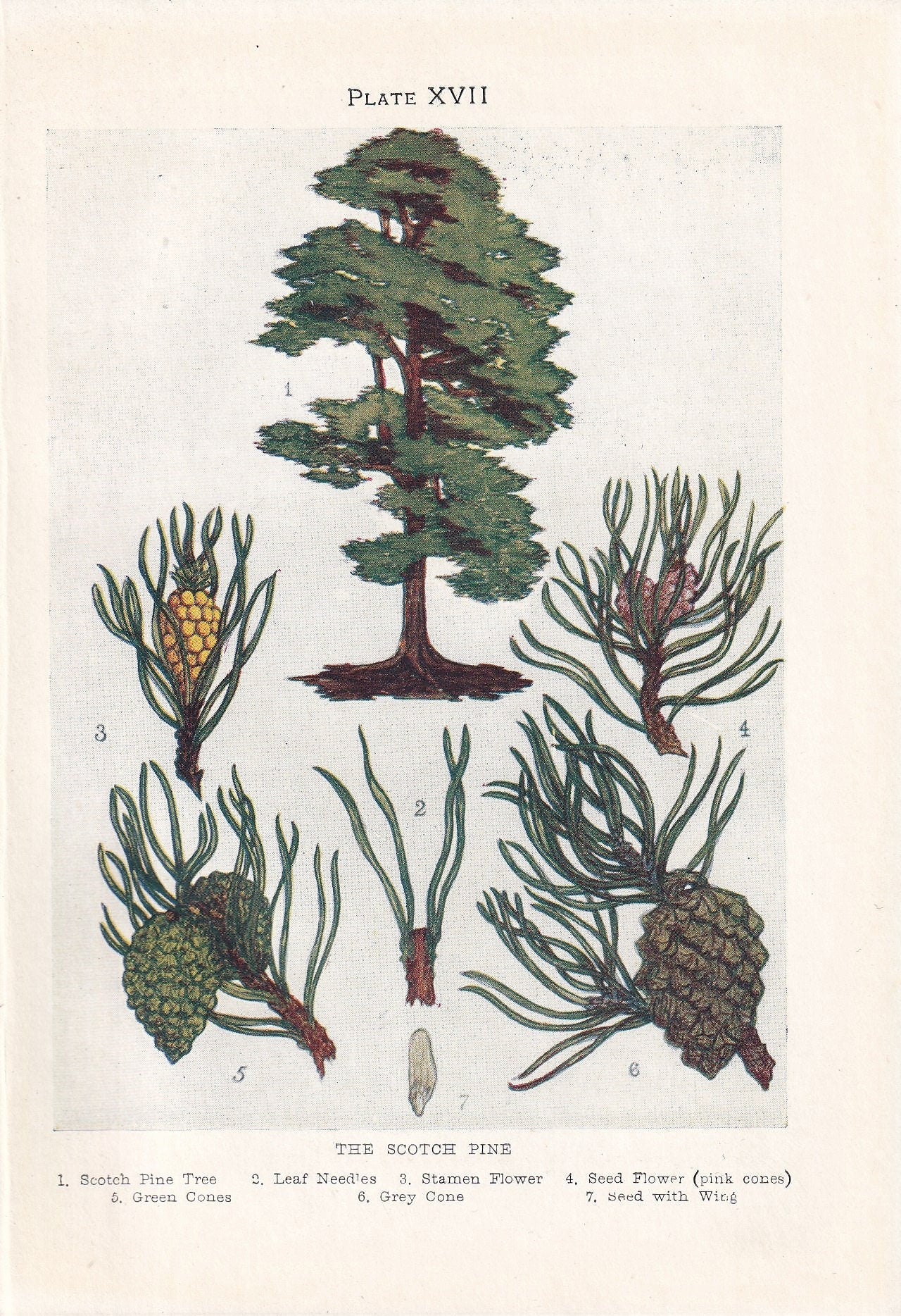 1910 SCOTCH PINE TREE Print - Original Antique Tree Print - Tree Wall Art - Plant Wall Art - 113 Years Old - 6.25 x 4.25 Inches