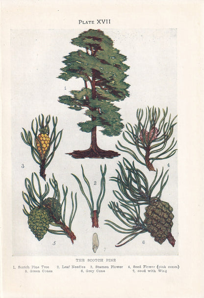 1910 SCOTCH PINE TREE Print - Original Antique Tree Print - Tree Wall Art - Plant Wall Art - 113 Years Old - 6.25 x 4.25 Inches