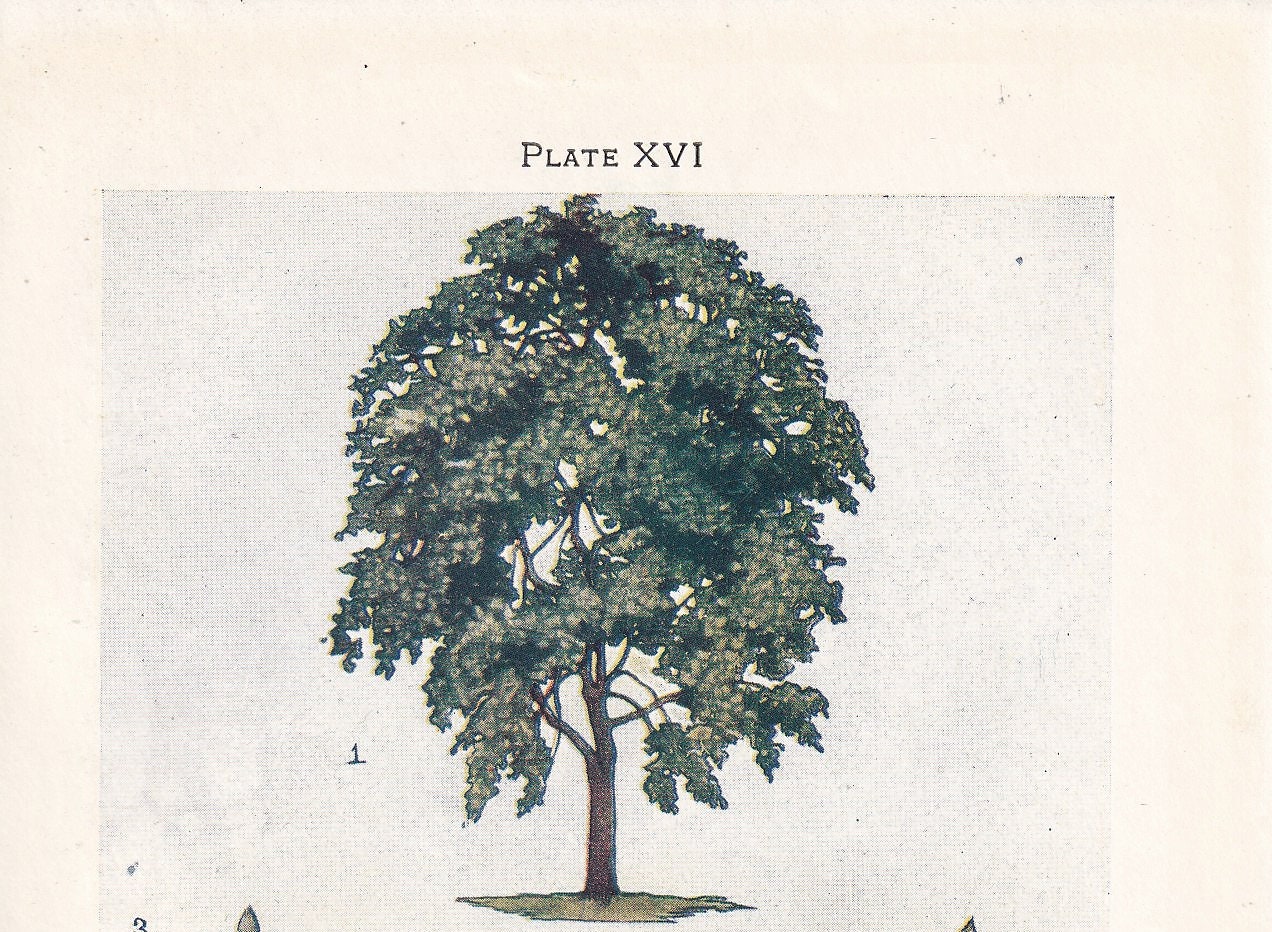 1910 GOAT WILLOW TREE Print - Original Antique Tree Print - Tree Wall Art - Plant Wall Art - 113 Years Old - 6.25 x 4.25 Inches