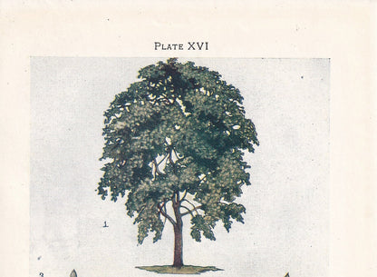 1910 GOAT WILLOW TREE Print - Original Antique Tree Print - Tree Wall Art - Plant Wall Art - 113 Years Old - 6.25 x 4.25 Inches