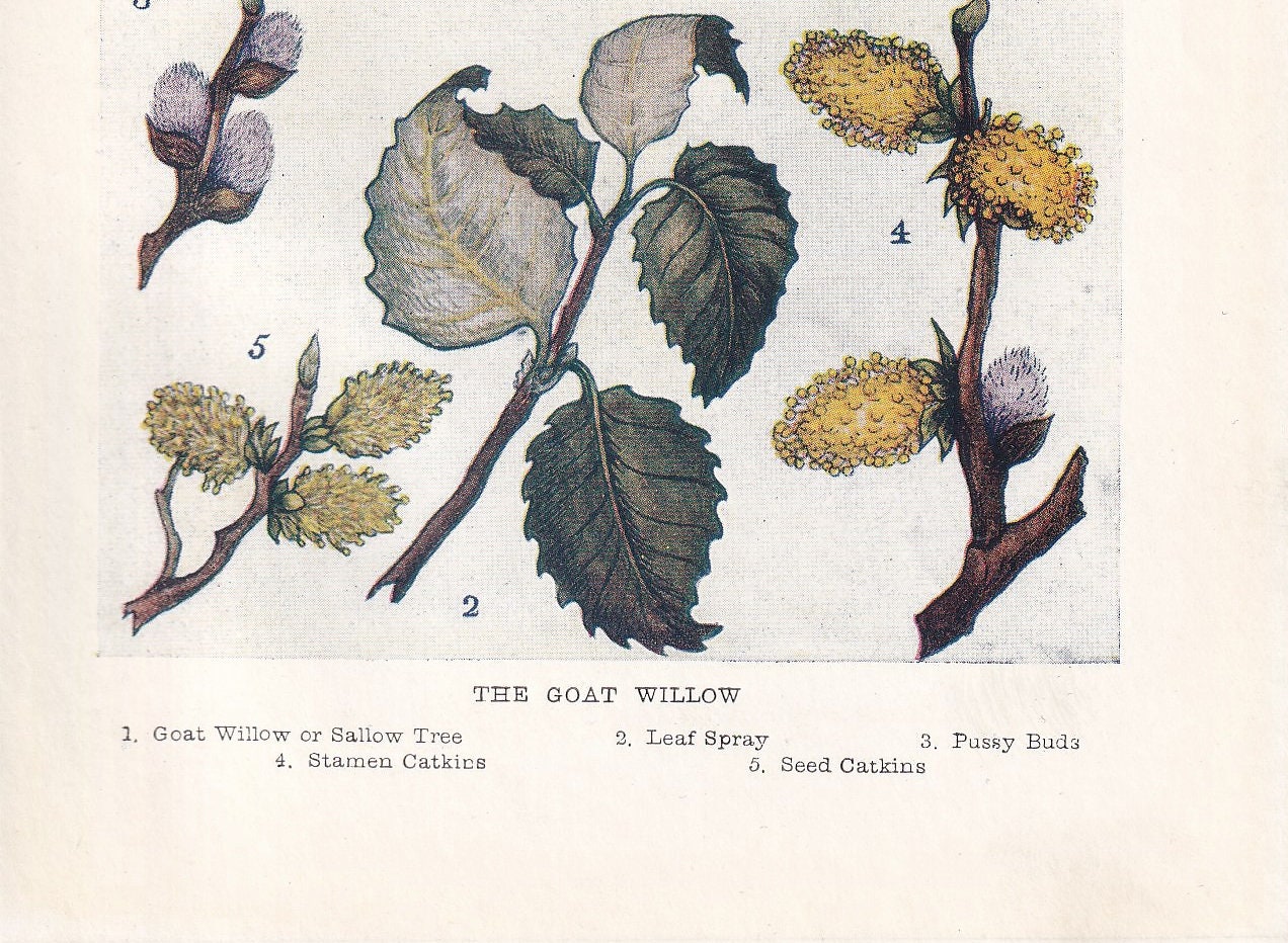 1910 GOAT WILLOW TREE Print - Original Antique Tree Print - Tree Wall Art - Plant Wall Art - 113 Years Old - 6.25 x 4.25 Inches