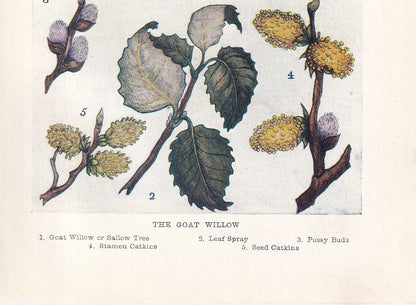 1910 GOAT WILLOW TREE Print - Original Antique Tree Print - Tree Wall Art - Plant Wall Art - 113 Years Old - 6.25 x 4.25 Inches