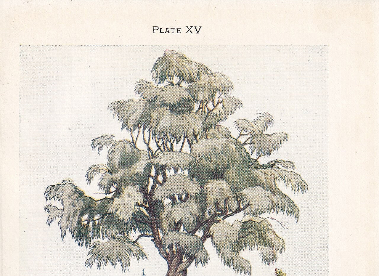 1910 WHITE WILLOW TREE Print - Original Antique Tree Print - Tree Wall Art - Plant Wall Art - 113 Years Old - 6.25 x 4.25 Inches