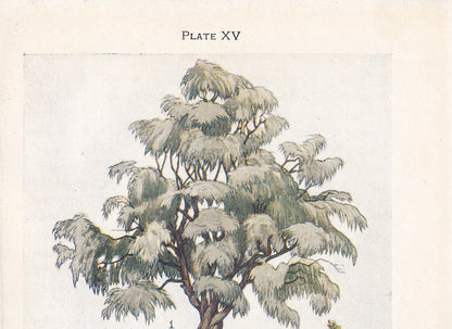 1910 WHITE WILLOW TREE Print - Original Antique Tree Print - Tree Wall Art - Plant Wall Art - 113 Years Old - 6.25 x 4.25 Inches