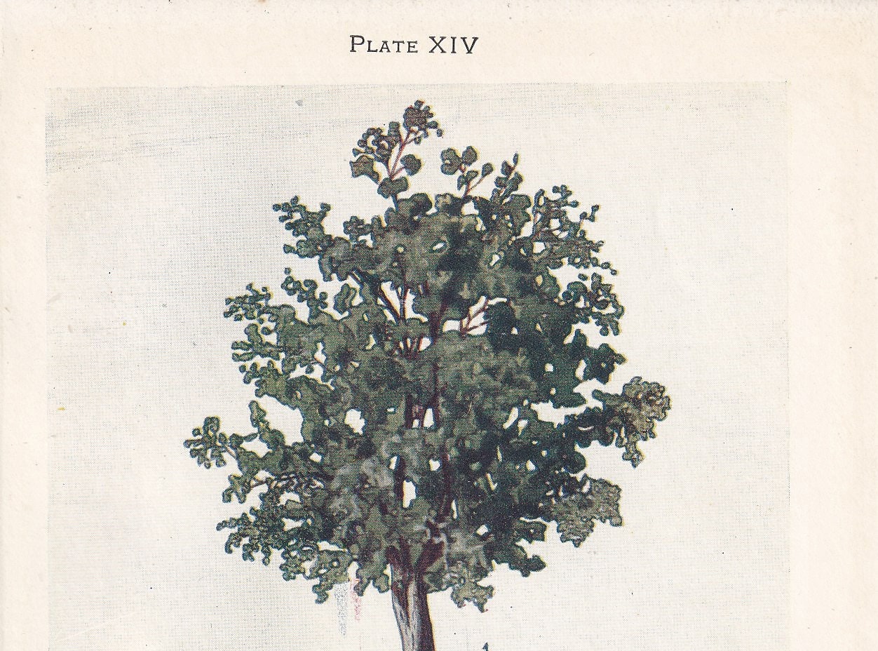 1910 ASPEN TREE Print - Original Antique Tree Print - Tree Wall Art - Plant Wall Art - 113 Years Old - 6.25 x 4.25 Inches