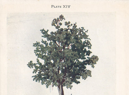 1910 ASPEN TREE Print - Original Antique Tree Print - Tree Wall Art - Plant Wall Art - 113 Years Old - 6.25 x 4.25 Inches