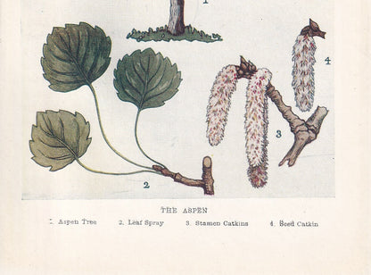 1910 ASPEN TREE Print - Original Antique Tree Print - Tree Wall Art - Plant Wall Art - 113 Years Old - 6.25 x 4.25 Inches