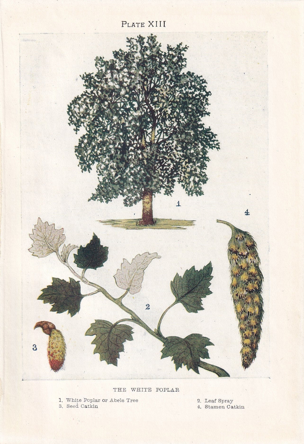 1910 WHITE POPLAR TREE Print - Original Antique Tree Print - Tree Wall Art - Plant Wall Art - 113 Years Old - 6.25 x 4.25 Inches