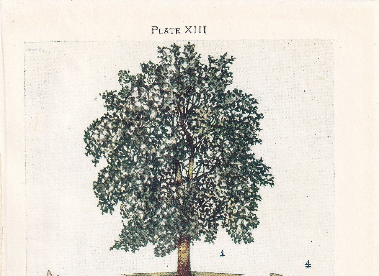 1910 WHITE POPLAR TREE Print - Original Antique Tree Print - Tree Wall Art - Plant Wall Art - 113 Years Old - 6.25 x 4.25 Inches