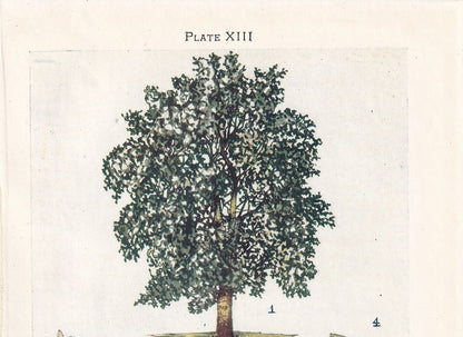 1910 WHITE POPLAR TREE Print - Original Antique Tree Print - Tree Wall Art - Plant Wall Art - 113 Years Old - 6.25 x 4.25 Inches