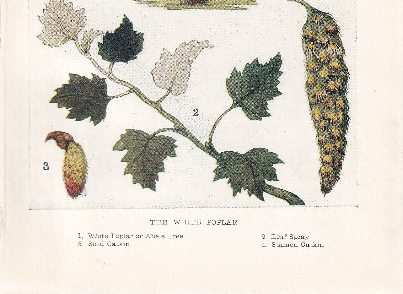 1910 WHITE POPLAR TREE Print - Original Antique Tree Print - Tree Wall Art - Plant Wall Art - 113 Years Old - 6.25 x 4.25 Inches