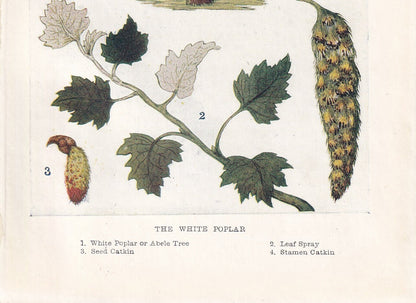 1910 WHITE POPLAR TREE Print - Original Antique Tree Print - Tree Wall Art - Plant Wall Art - 113 Years Old - 6.25 x 4.25 Inches