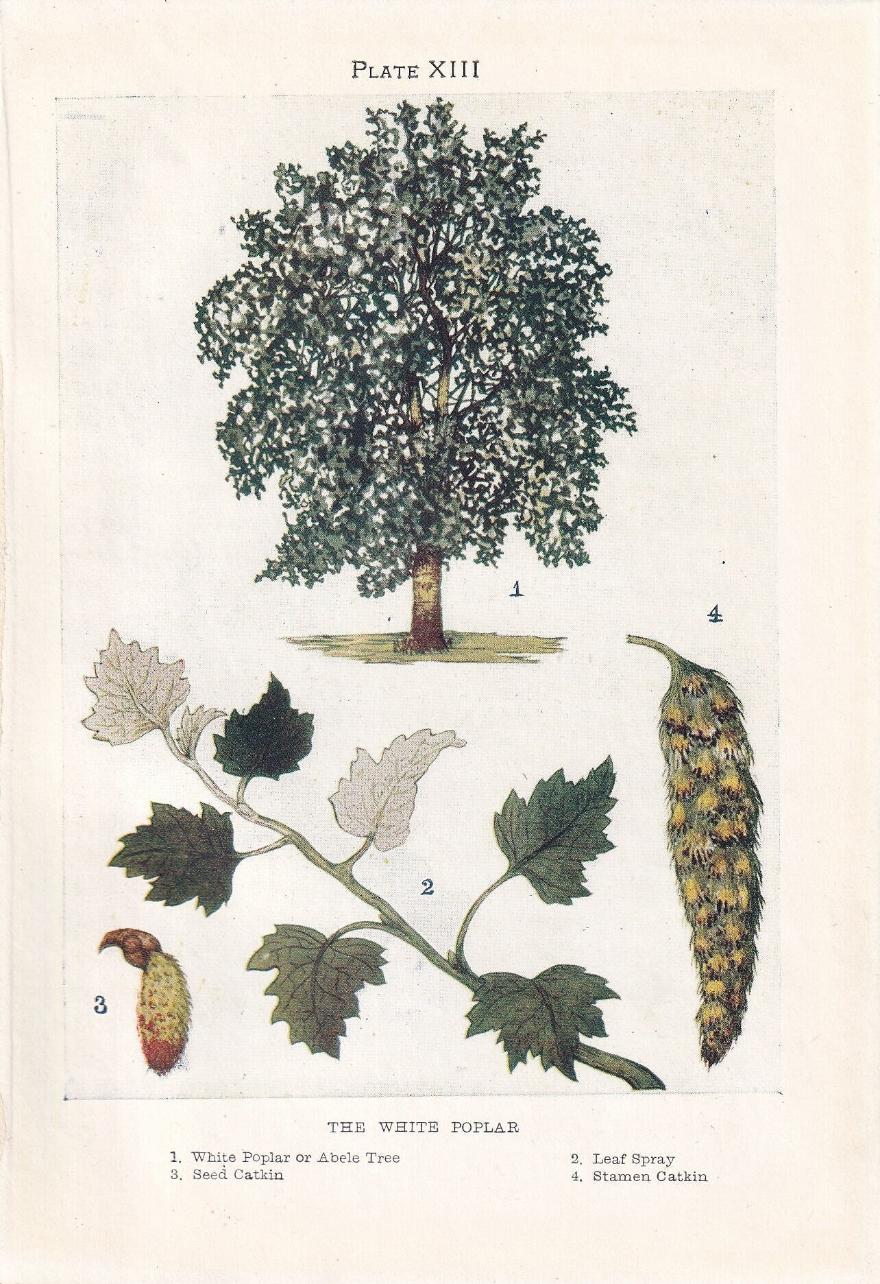 1910 WHITE POPLAR TREE Print - Original Antique Tree Print - Tree Wall Art - Plant Wall Art - 113 Years Old - 6.25 x 4.25 Inches