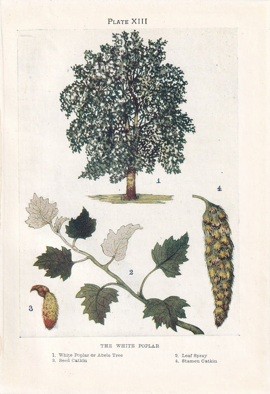 1910 WHITE POPLAR TREE Print - Original Antique Tree Print - Tree Wall Art - Plant Wall Art - 113 Years Old - 6.25 x 4.25 Inches