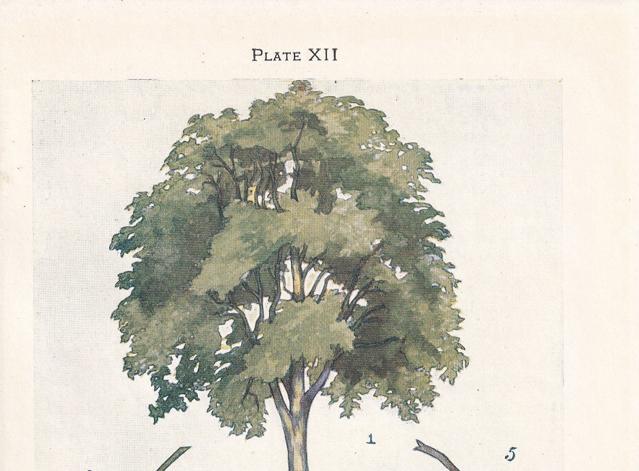 1910 ORIENTAL PLANE TREE Print - Original Antique Tree Print - Tree Wall Art - Plant Wall Art - 113 Years Old - 6.25 x 4.25 Inches