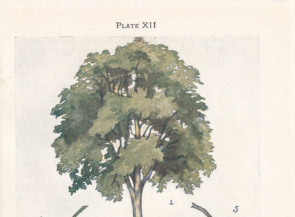 1910 ORIENTAL PLANE TREE Print - Original Antique Tree Print - Tree Wall Art - Plant Wall Art - 113 Years Old - 6.25 x 4.25 Inches