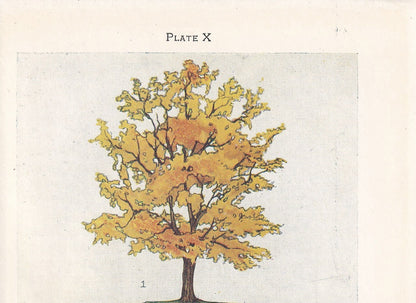 1910 FIELD MAPLE TREE Print - Original Antique Tree Print - Tree Wall Art - Plant Wall Art - 113 Years Old - 6.25 x 4.25 Inches