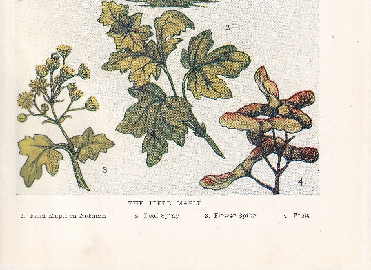 1910 FIELD MAPLE TREE Print - Original Antique Tree Print - Tree Wall Art - Plant Wall Art - 113 Years Old - 6.25 x 4.25 Inches