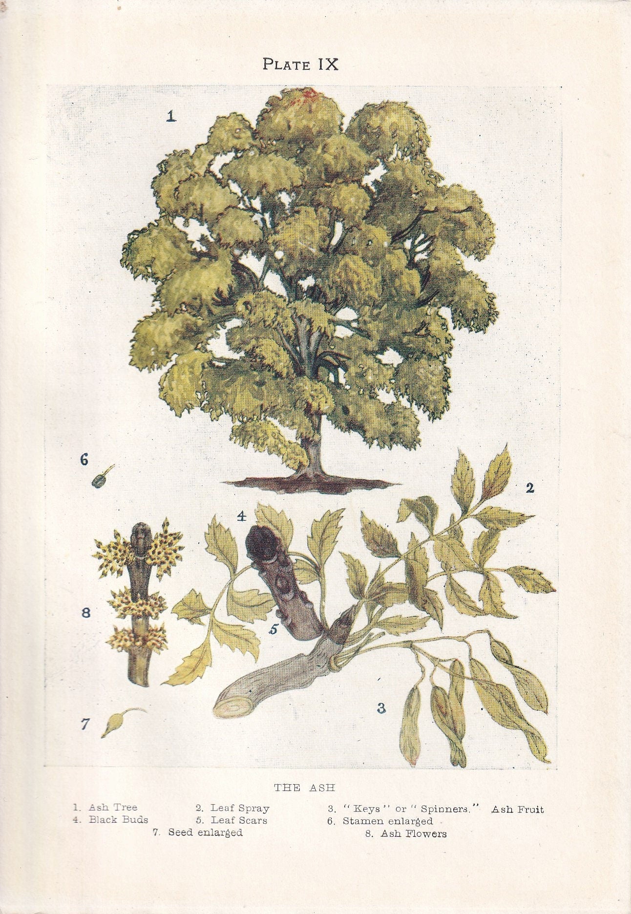 1910 ASH TREE Print - Original Antique Tree Print - Tree Wall Art - Plant Wall Art - 113 Years Old - 6.25 x 4.25 Inches