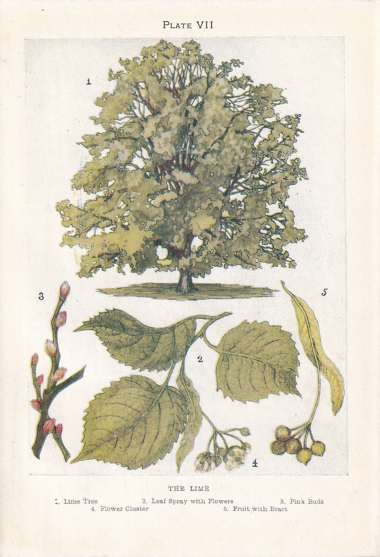 1910 LIME TREE Print - Original Antique Tree Print - Tree Wall Art - Plant Wall Art - 113 Years Old - 6.25 x 4.25 Inches