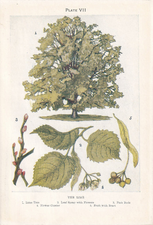 1910 LIME TREE Print - Original Antique Tree Print - Tree Wall Art - Plant Wall Art - 113 Years Old - 6.25 x 4.25 Inches