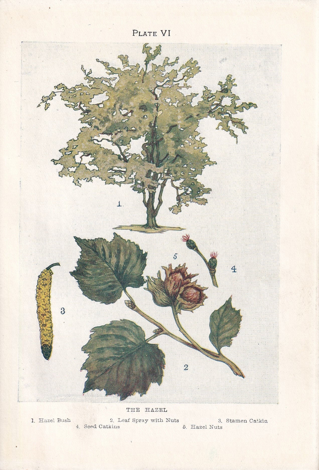 1910 HAZEL TREE Print - Original Antique Tree Print - Tree Wall Art - Plant Wall Art - 113 Years Old - 6.25 x 4.25 Inches