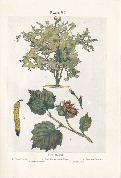 1910 HAZEL TREE Print - Original Antique Tree Print - Tree Wall Art - Plant Wall Art - 113 Years Old - 6.25 x 4.25 Inches