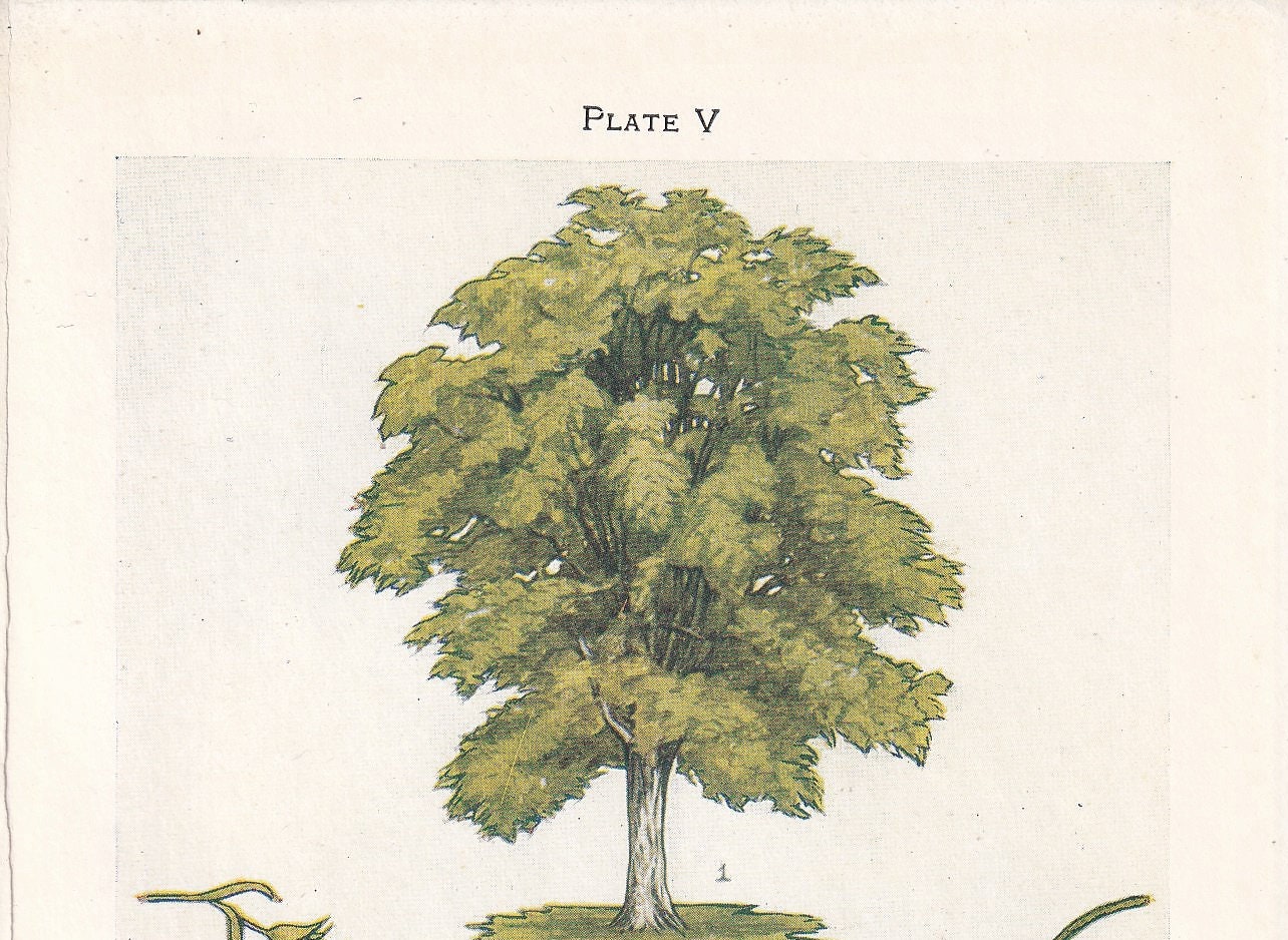1910 HORNBEAM TREE Print - Original Antique Tree Print - Tree Wall Art - Plant Wall Art - 113 Years Old - 6.25 x 4.25 Inches