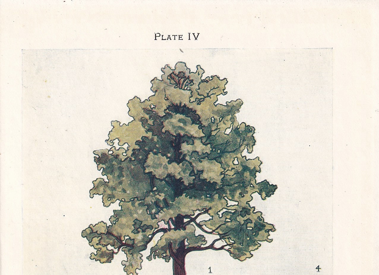 1910 ALDER TREE Print - Original Antique Tree Print - Tree Wall Art - Plant Wall Art - 113 Years Old - 6.25 x 4.25 Inches